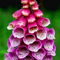Beautiful pink/purple Foxglove